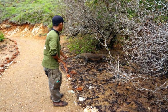 4 komodo di jalan masuk