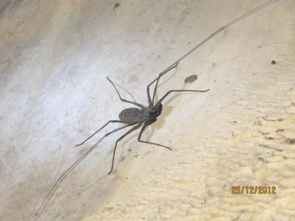 Goa Batu Cermin Labuan Bajo - Laba2 Beracun