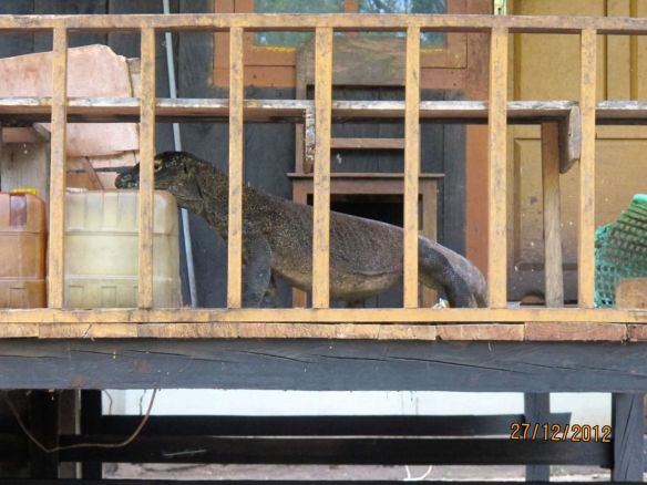 Komodo di rumah penduduk