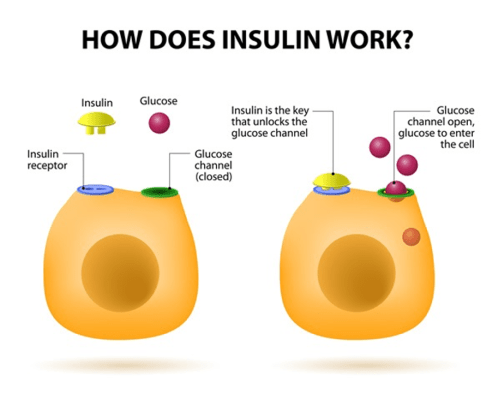 How Insulin Works